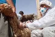واکسیناسیون دام‌ها علیه بیماری طاعون نشخوارکنندگان کوچک توسط شبکه دامپزشکی مشهد